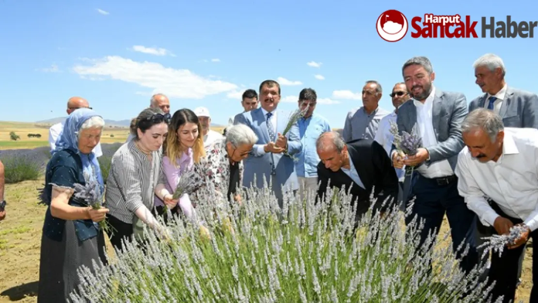 Başkan Gürkan Lavanta Hasadına katıldı