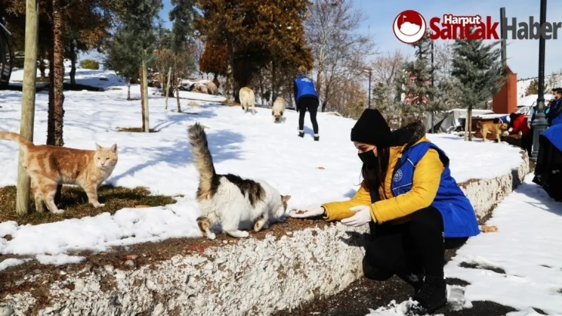 Battalgazi Belediyesi Sahipsiz Sokak Hayvanlarını Unutmuyor