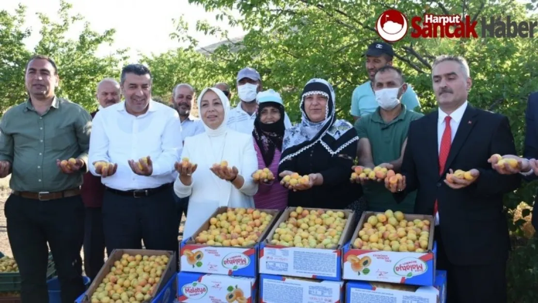 Dünyanın kayısı başkent'inde hasat başladı