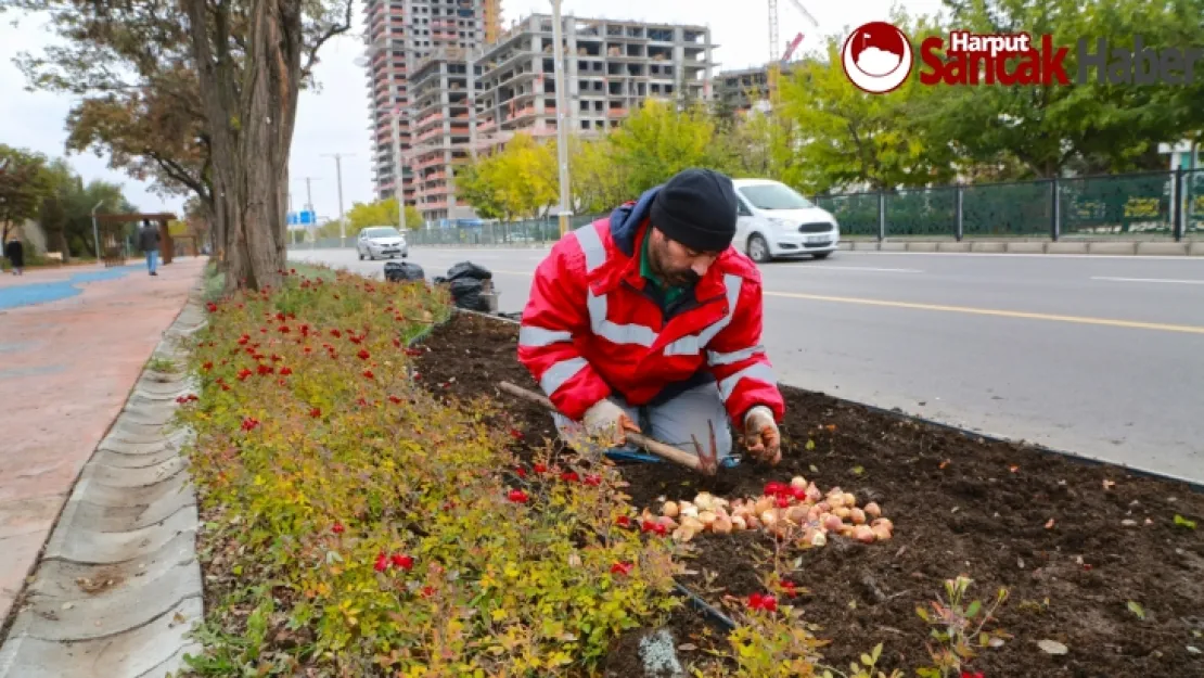 Elazığ Belediyesi, Lale Soğanı Dikimine Başladı