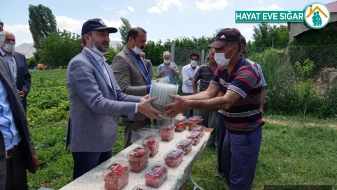 Elazığ Çileği Markalaşma Yolunda