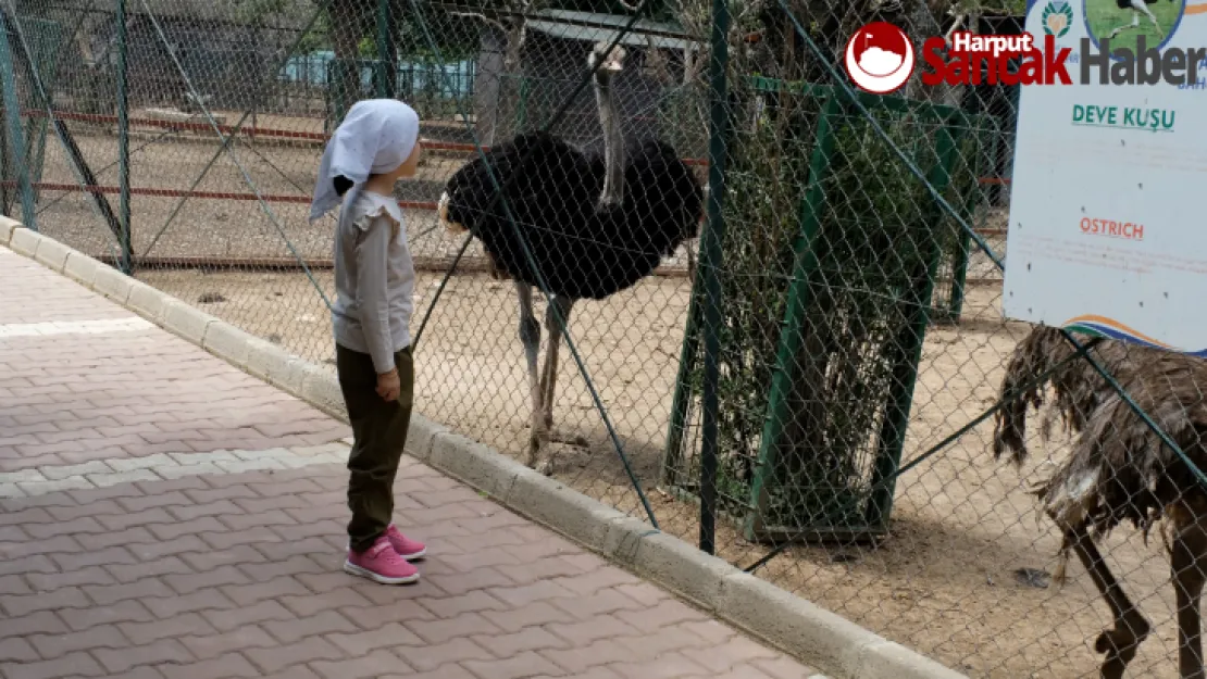 Orduzu Hayvanat Bahçesi Kurban Bayramı Süresince Öğrencilere Ücretsiz