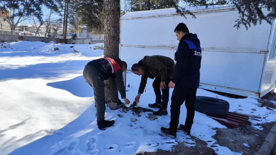 Soğuk Kış Gününde Sokak Hayvanları Unutulmadı