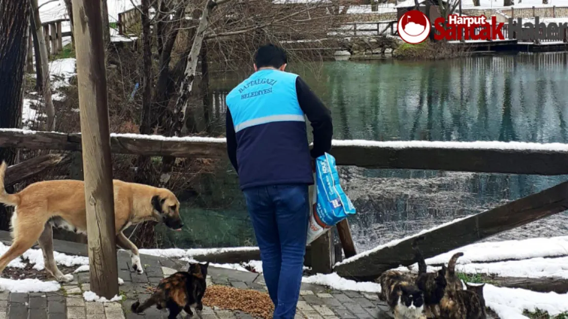 Soğukta Açlıkla Mücadele Eden Can Dostları Unutulmuyor