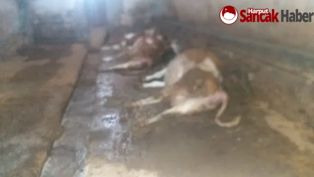 Ahıra Yıldırım Düştü 5 Büyükbaş Hayvan Telef Oldu