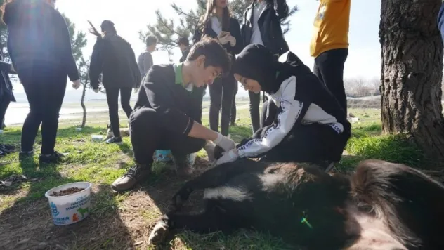 'Sokak hayvanları beslenme noktalarında beslenmeli'