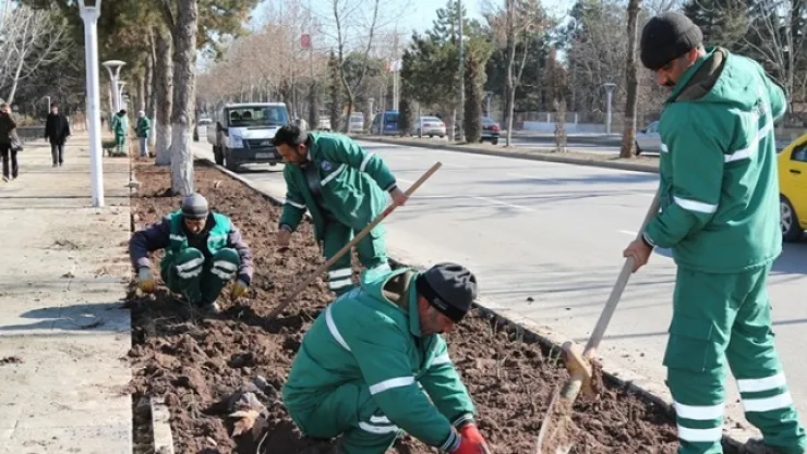16 Bin Adet Meilland Gülü İle Elazığ Gül Kokacak