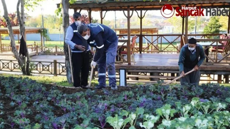 25 Bin Kök Süs Bitkisinin Dikimi Yapılıyor