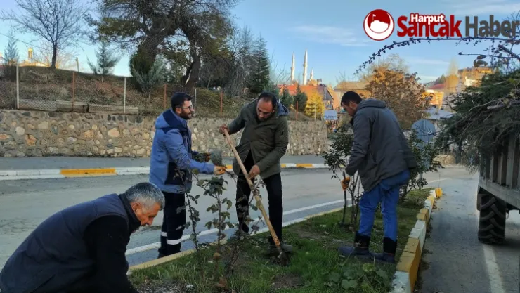 Arapgir Belediyesinde Orta Refüj Ve Kavşaklarda Peyzaj Çalışması Dikkat Çekiyor