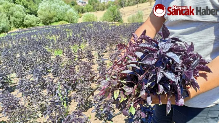 Arapgir'de Mor Reyhan İçin Hasat Zamanı