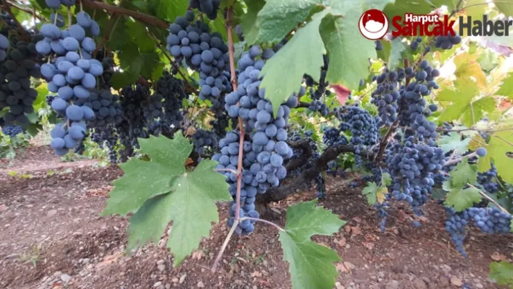 Arapgir'in Meşhur Köhnü Üzümü Esenlik Marketlerde
