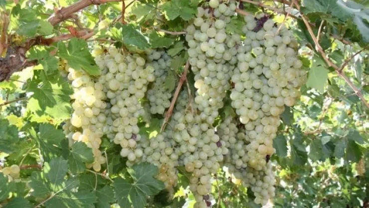 Bağda Entegre Ve Kontrollü Ürün Yönetim Proje Uygulaması Sonuçlandı