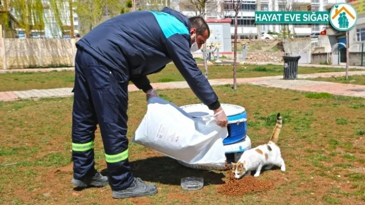Başkan Şerifoğulları'ndan çağrı 'Küçük dostlarımızı unutmayalım'