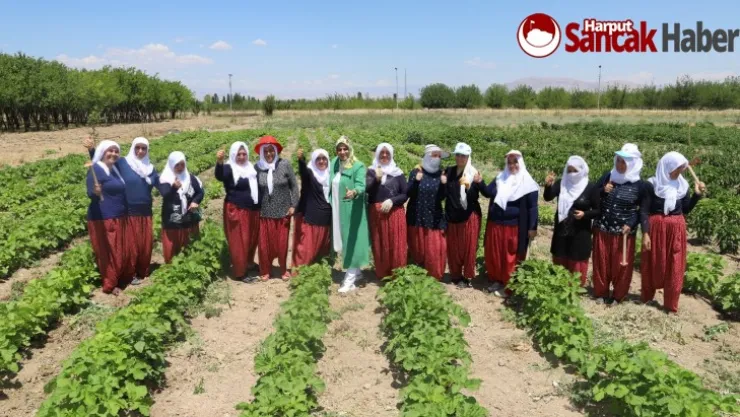 Battalgazi'nin Gönüllü Kadınları, İlk Hasatlarını Topladı