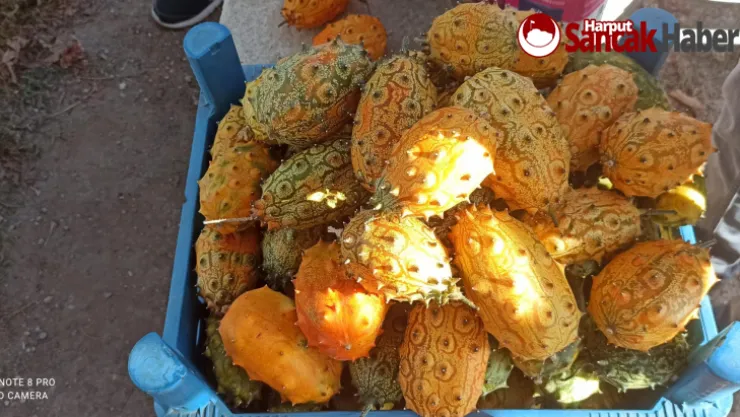 BOYNUZLU KAVUN 'KİWANO'