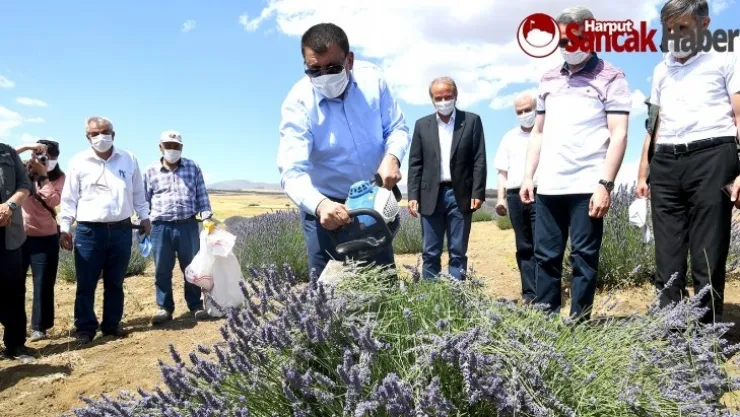Büyükşehir'in Desteğiyle Lavanta Üretimi