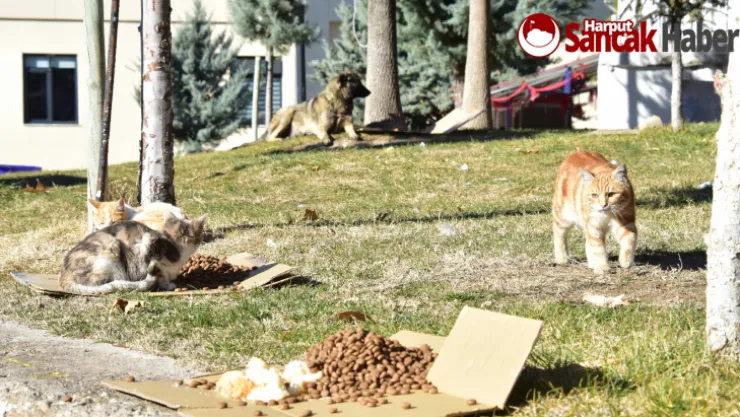 Büyükşehir Sokak Hayvanlarını Unutmuyor