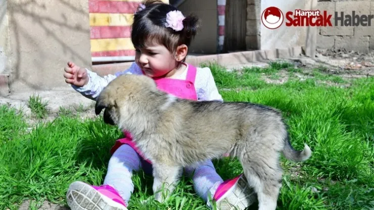 Çocuklarımızı Hayvan Sevgisi ile Büyütelim