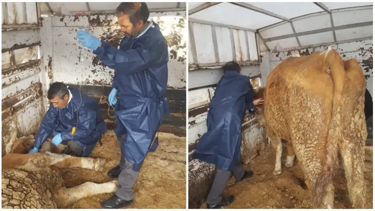 Depremde Göçük Altında Kalan Hayvanlara Tedavi Uygulandı