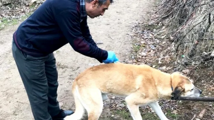 Depremde Yaralanan Hayvanların Tedavilerini Yapıyor