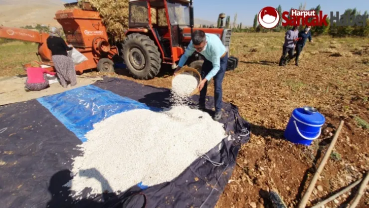 Doğanşehir Fasulyesi Artık Esenlik Raflarında