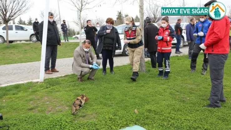 Elazığ Belediyesi Sokak Hayvanları İçin Park Ve Bahçelere Mama Bırakıyor