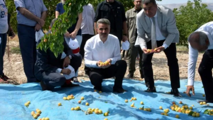 Malatya'da Kayısı Hasadı Başladı