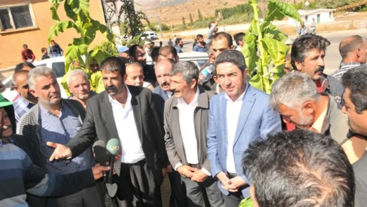 Kiraz 'Tütün yasaklanırsa çiftçi aç kalacak'