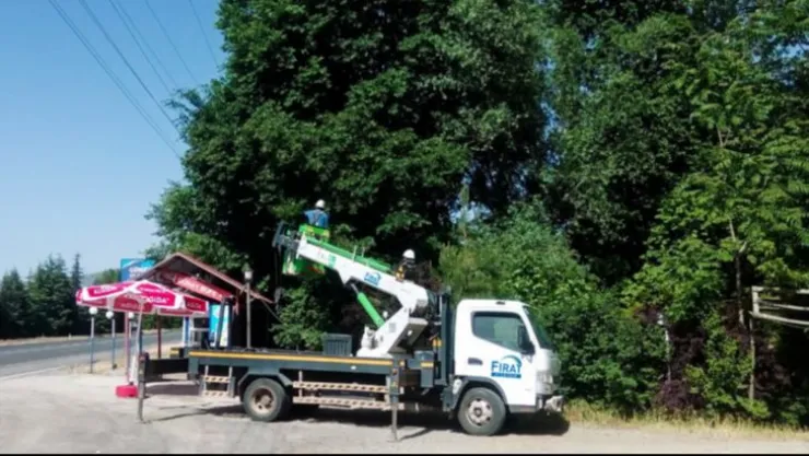 Fırat Edaş'tan Ağaç Kesme Ve Budama Uyarısı