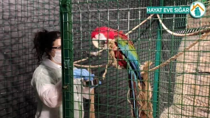 Hayvanat bahçesindeki canlıların ziyaretçi özlemi