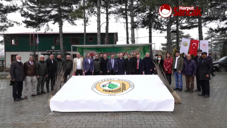 İpekböcekçiliği İçin Ücretsiz Dut Fidanı Dağıtımı Gerçekleşti