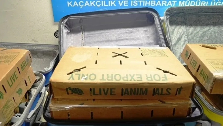 Kaplumbağalar Gümrüğe Takıldı