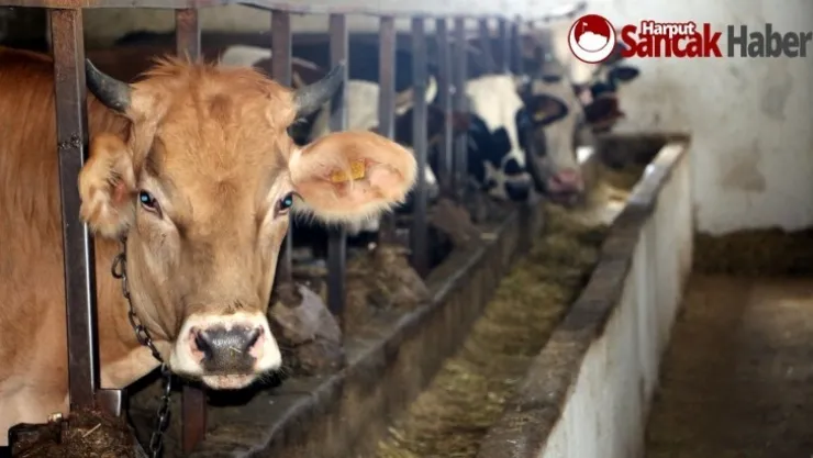 Kredi kartıyla veya taksitle kurban kesilir mi?