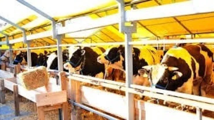 Kurban Satış Yerleri Açıklandı