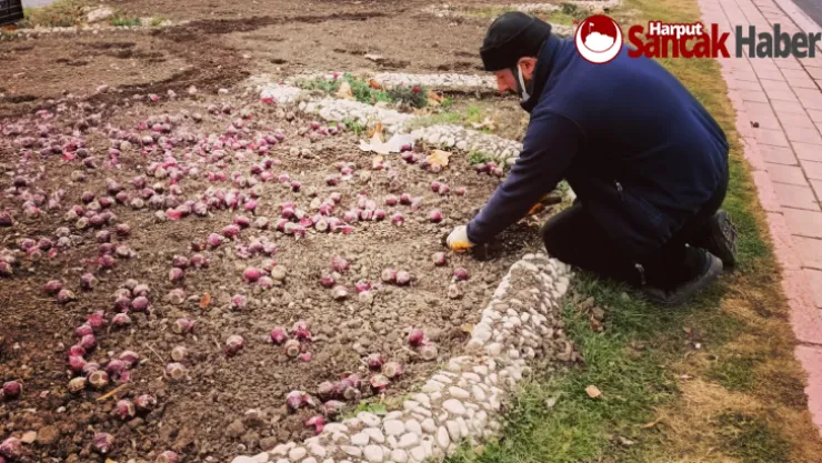Lale ve Sümbül Soğanları Toprakla Buluştu