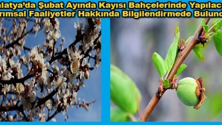 Malatya Kayısı Üreticisi Şubat Ayında Nasıl Çalışmalı ?