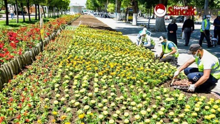 Malatya Parklarını Yazlık Çiçekler Süslüyor