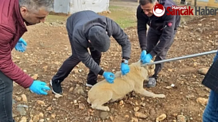Palu'da 'Kuduz' Alarmı: 2 Mahalle Karantinaya Alındı