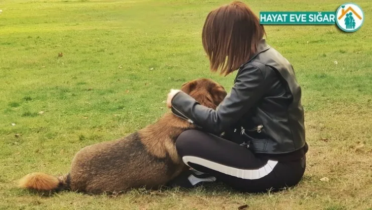 Pandemi sonrası hayvanlarda yalnızlık kaygısı olacak