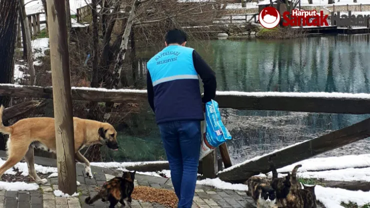 Soğukta Açlıkla Mücadele Eden Can Dostları Unutulmuyor