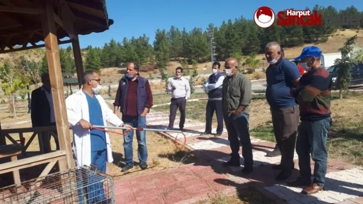 Sokak Hayvanlarına Müdahale Eğitimi