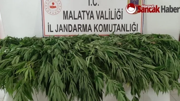 Yasa Dışı Kenevir ekimine operasyon