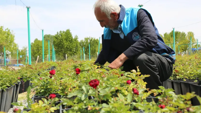 Battalgazi'nin Park e Bahçeleri Kendi Ürettiği Çiçeklerle Güzelleşiyor