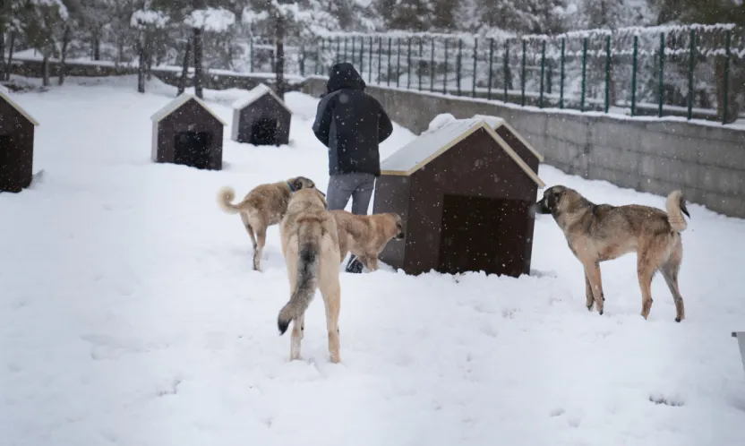 Battalgazi'de Malatya'nın İkinci Hayvan Barınağı Hizmete Başladı